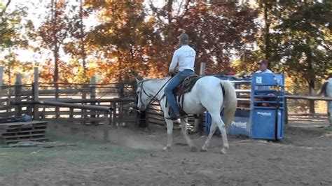 (Asheville) 15 hand, 12 year old Quarter <b>Horse</b> Gelding. . Horses for sale in albuquerque craigslist